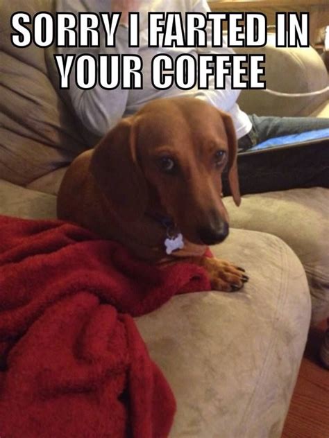 Pin by Pat Perry on Things That Make Me Laugh | Coffee humor, Hilarious, Dogs