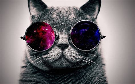 Cool Cat HD Wallpaper - WallpaperSafari