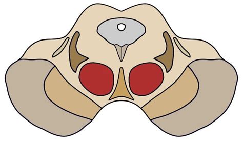 Red nucleus - definition — Neuroscientifically Challenged