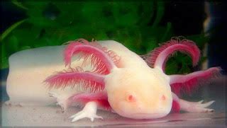 Funny Albino Animals New Photos | Funny Images Show