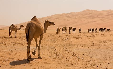 10 Interesting Facts About Camels - WorldAtlas