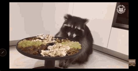 Hungry Raccoon GIF - Hungry Raccoon Eating - Discover & Share GIFs