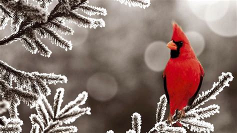 Red Cardinal 1080p HD Wallpaper Birds | Cardinal birds, Bird wallpaper ...