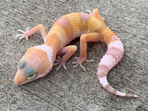 Albino Leopard Geckos for sale