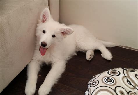 Piksel, our White Swiss Shepherd puppy : aww