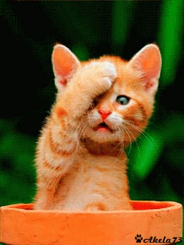 Worried Cat GIF - Worried Cat - Discover & Share GIFs