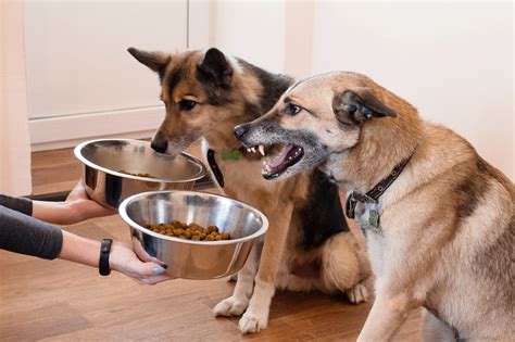 Dog Food Aggression: What It Is And How To Prevent It