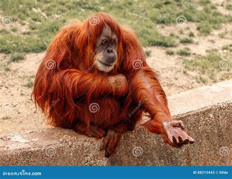 Red monkey stock image. Image of asks, monkey, orangutan - 88215443