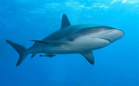 File:Caribbean reef shark.jpg - Wikimedia Commons