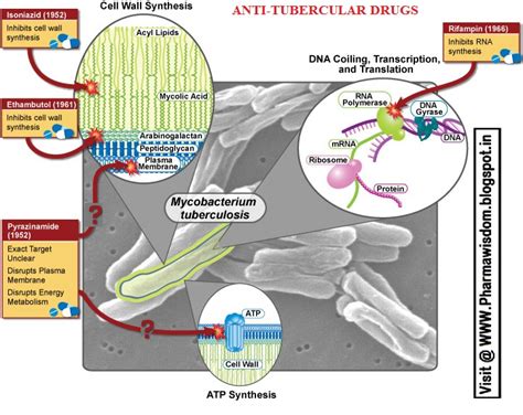 PHARMA WISDOM: Mechanism of Action of Chemotherapeutic drugs