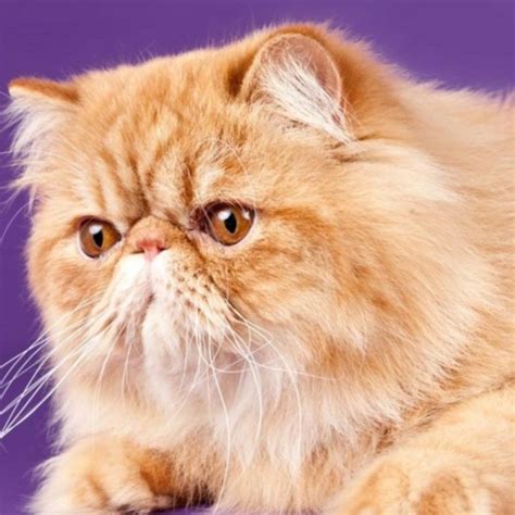 Your Guide to Persian Cat Colors | Persian Cat Corner