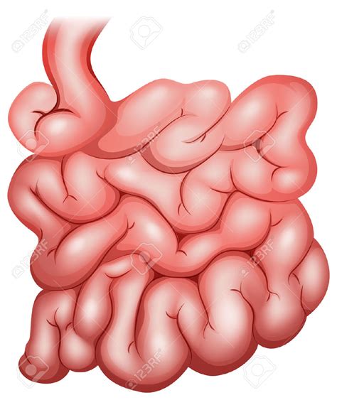 Small Intestine Cartoon