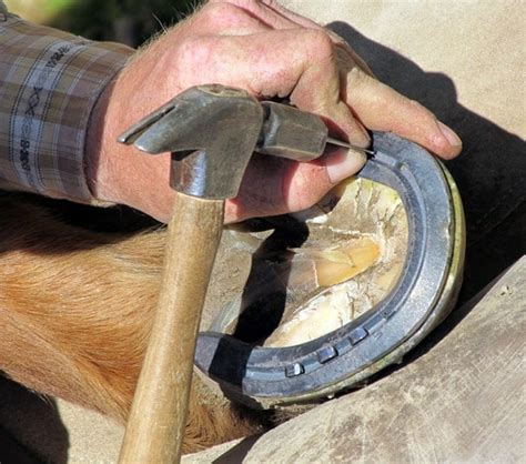 Farrier Tools - Animal Hoof Treatment Supplies | Praxisdienst-VET | Praxisdienst