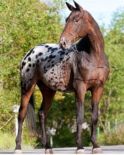 APPALOOSA HORSES on Instagram: “#appaloosa #appaloosas #horse #horses #appaloosahorse # ...