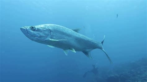 Megalops atlanticus (Atlantic tarpon) grow to about 4–8 ft long and weigh 60–280 lbs. Females ...