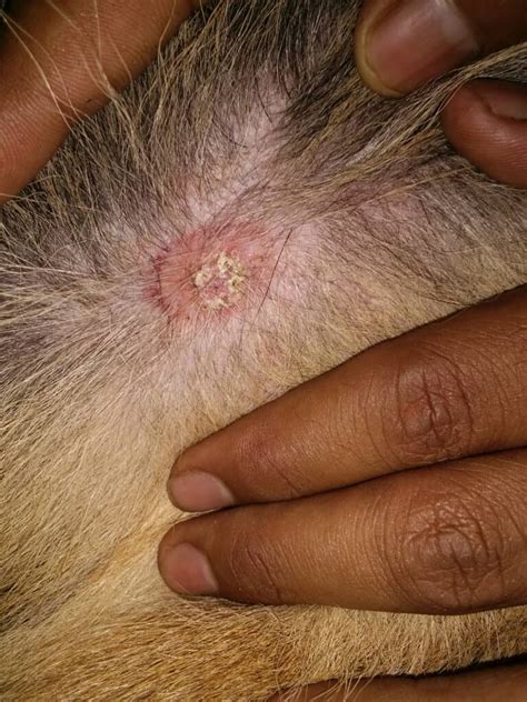 Ringworm in Dogs: How to Spot, Treat, and Prevent - A-Z Animals
