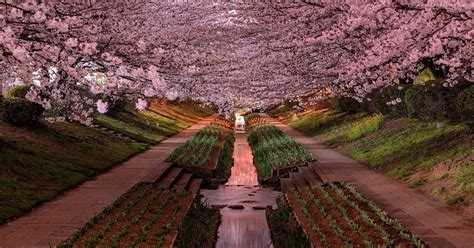 Yokohama Cherry Blossoms in Bloom : pics