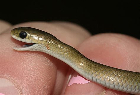 Sssssnakes! Cute Baby Snakes! - Baby Animal Zoo