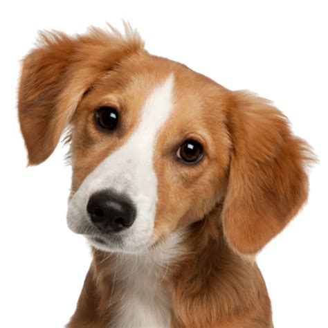 Download Puppy Dog Face Free Transparent Image HD HQ PNG Image Free UPDATED