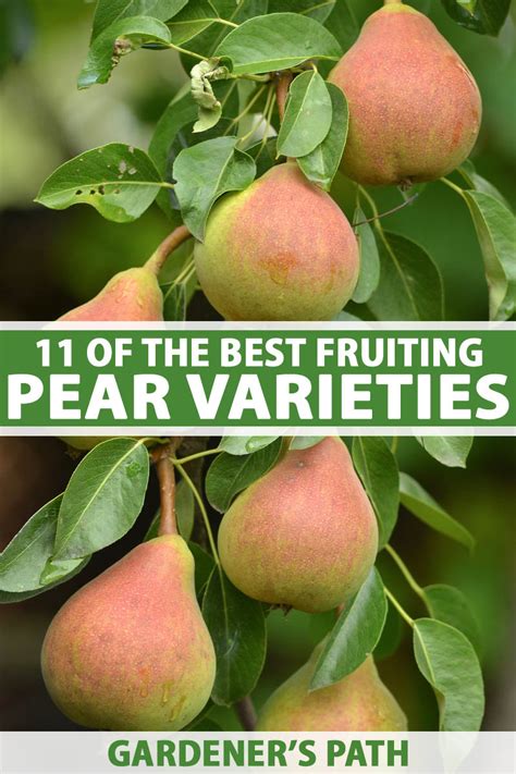 11 of the Best Fruiting Pear Varieties | Gardener’s Path