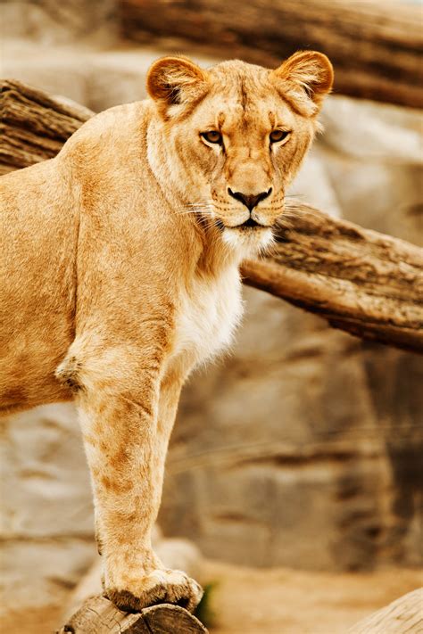 Lion's Look Free Stock Photo - Public Domain Pictures