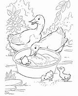 Duck Coloring Pages  Best For Kids sketch template