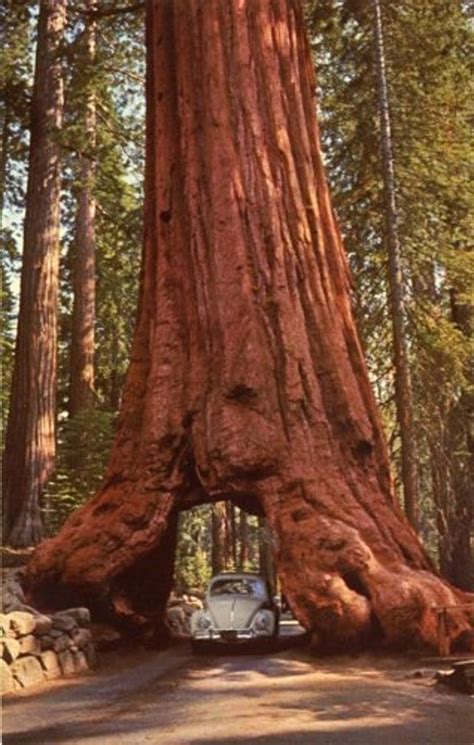 TS GIANT SEQUOIA Treeseedthe King of Trees - Etsy