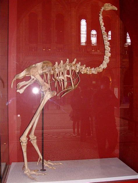 an animal skeleton is displayed in a glass case