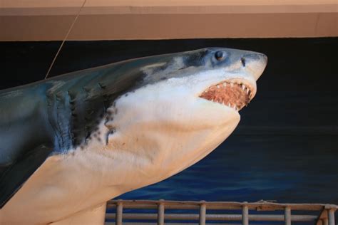 Great White Shark Model 2 Free Stock Photo - Public Domain Pictures