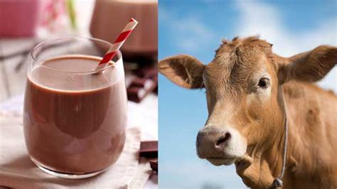 7 percent of adults think chocolate milk comes from brown cows, survey says - ABC7 Chicago