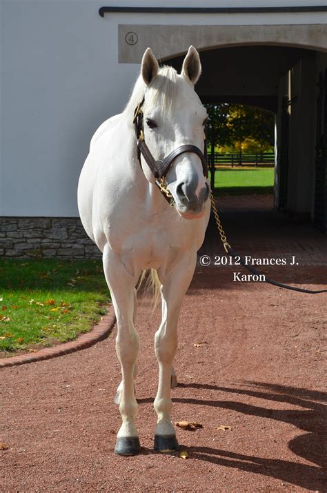 Running Rough Shod: Tapit, Saturday Star