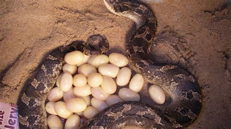 Amazing Giant Python Snake Breed Mating And Laying Its Eggs | Anaconda ...