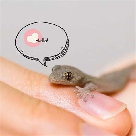 What do baby lizards eat? - Our Small Pets