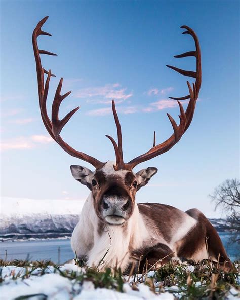 Imagine seeing a reindeer this close, look at those big, beautiful ...