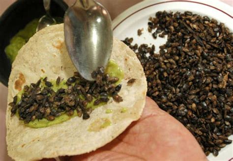 Jumiles - Served in Mexico, the stink bugs give an extra dash of ...