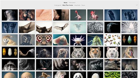 26 Photography Portfolio Examples for Inspiration - Colormelon