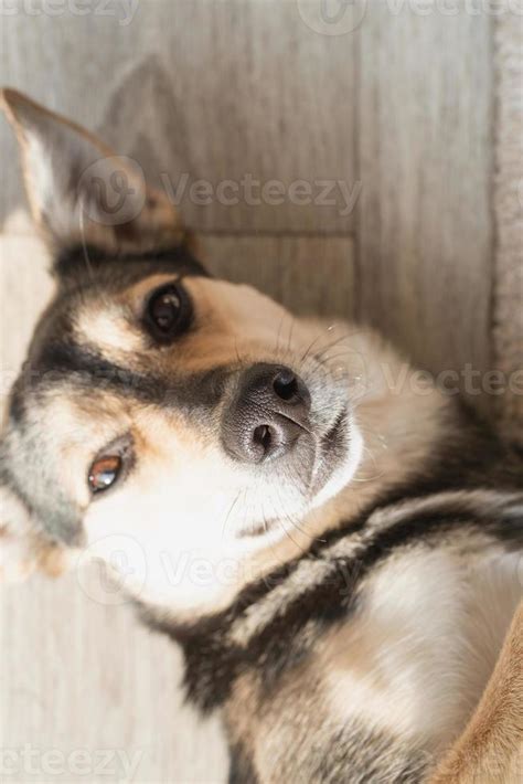 Funny mixed breed dog lying on the floor 3220509 Stock Photo at Vecteezy