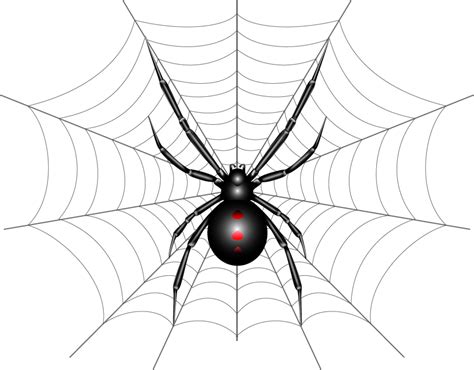 Black Widow Spider Illustration