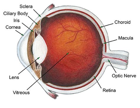 Choroidal Macrovessel - Scott E. Pautler, M.D. TampaScott E. Pautler, M.D. Tampa