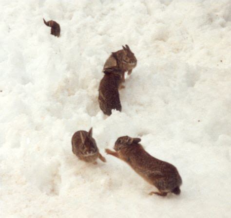 Bunnies playing in the snow. | Cute animals, Funny bunnies, Bunny