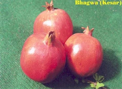 Bhagwa Pomegranate at Rs 60/kilogram | Bhagwa Pomegranate in Sangli | ID: 14459511491