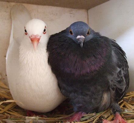 Save the Lives of Domestic Pigeons & Doves - GlobalGiving