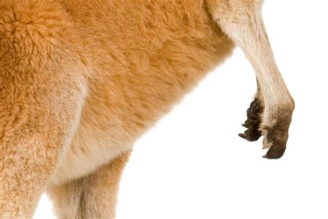 Kangaroo Paws & Claws: How They Use Them To Fight & More