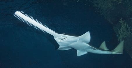 Sawshark - Shark Facts For Kids