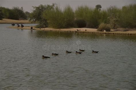 Birds at Al Qudra Lakes, Dubai Stock Image - Image of oasis, camping ...