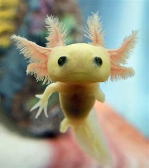 41 Strange on Twitter: "This is a Juvenile Axolotl (photo: Mari Asano Schwanke)… " | Axolotl ...