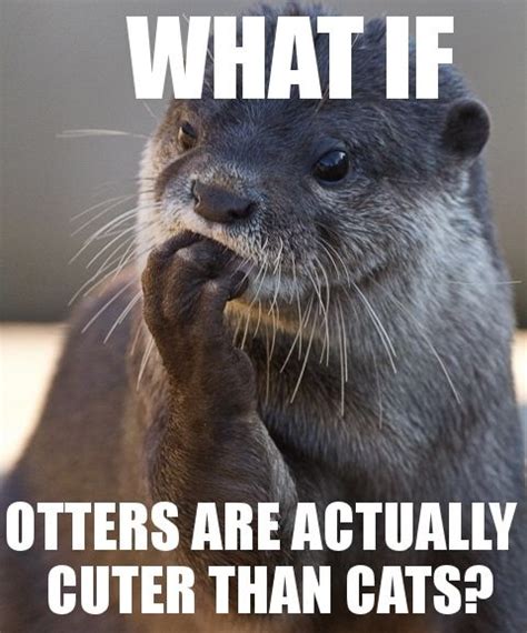 Otters | Otters, Otters cute, Animals