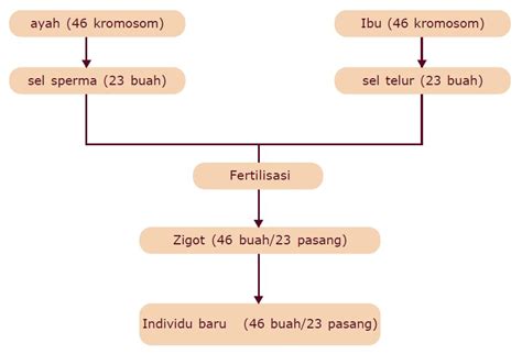 Pengertian Kromosom dan Jumlah Kromosom pada Manusia - Berpendidikan.Com