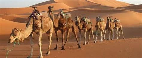 Rajasthan Desert Safari in Noida | ID: 9453207912