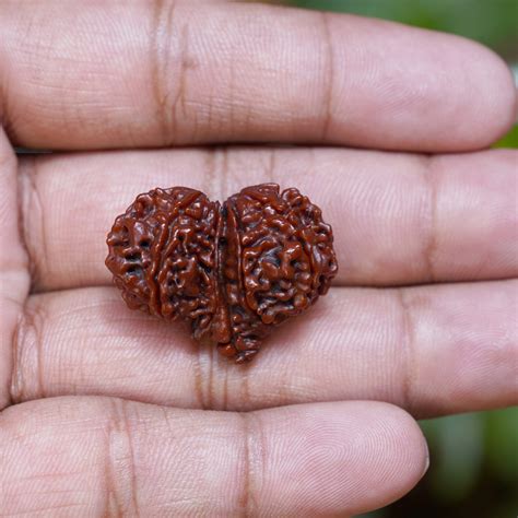 Gauri Shankar Rudraksha – Large Size - SS Gems & Rudraksha